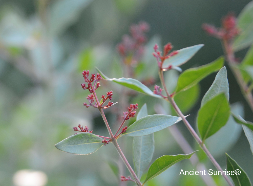 Henna for Hair 101 Body Art Quality (BAQ) Henna, Compound Henna, and Hair Dye That Really Isn't